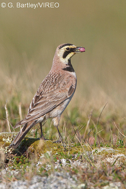 Horned Lark b57-16-230.jpg